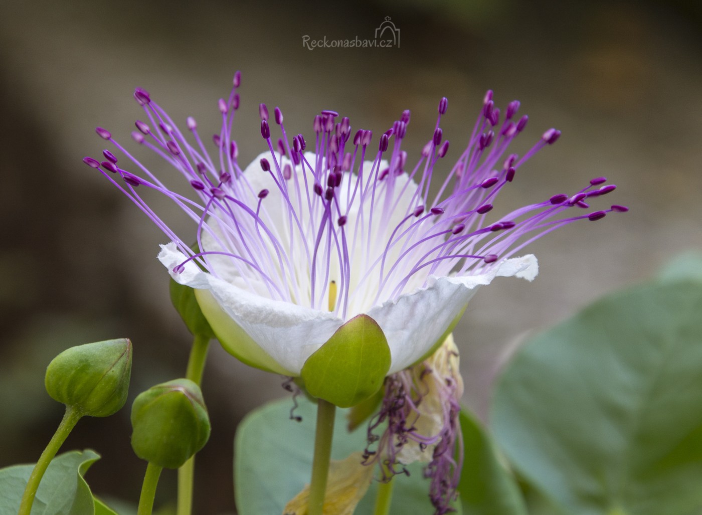 Capparis spinosa Kapara trnitá